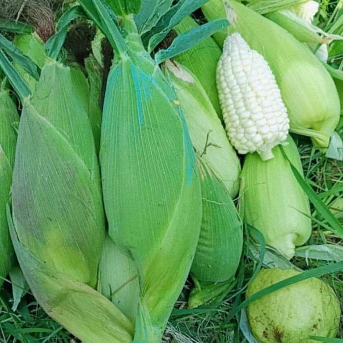 Hạt giống bắp nếp nù ,ngô nếp nù(100gr)