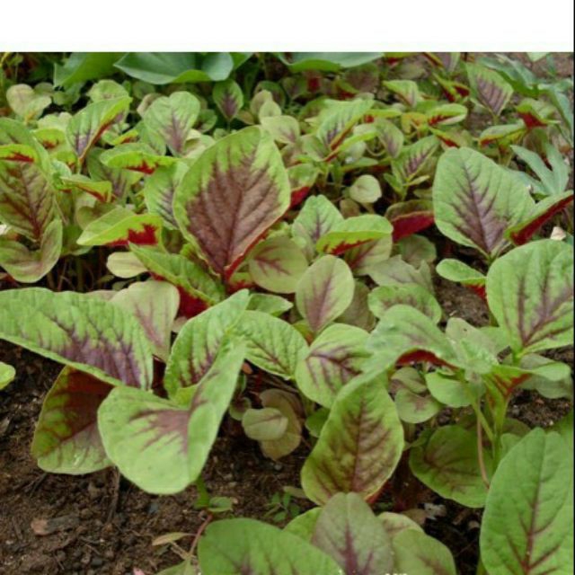 hạt giống rau cải ngọt - gói 20gr.