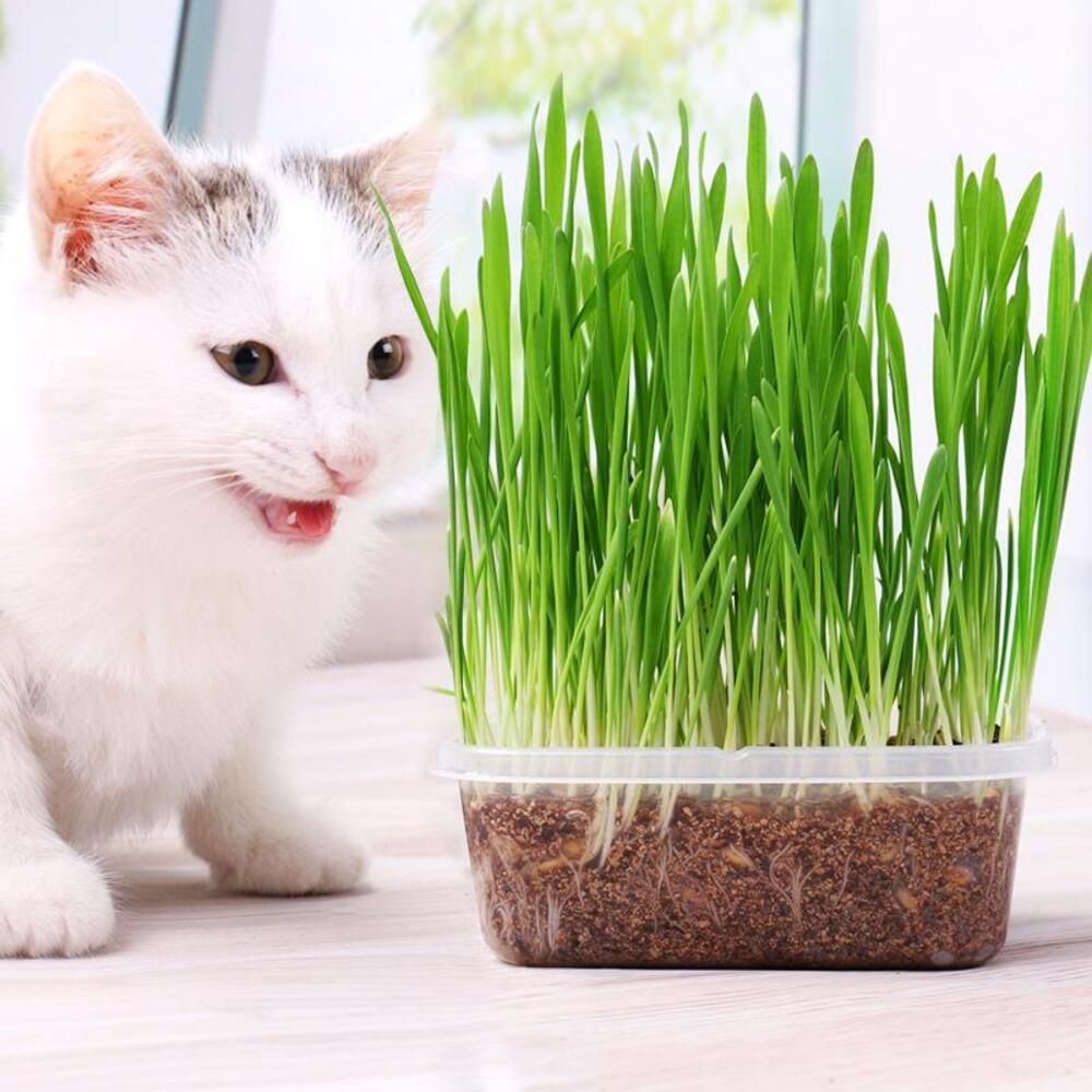Hạt giống cỏ lúa mì cho chim