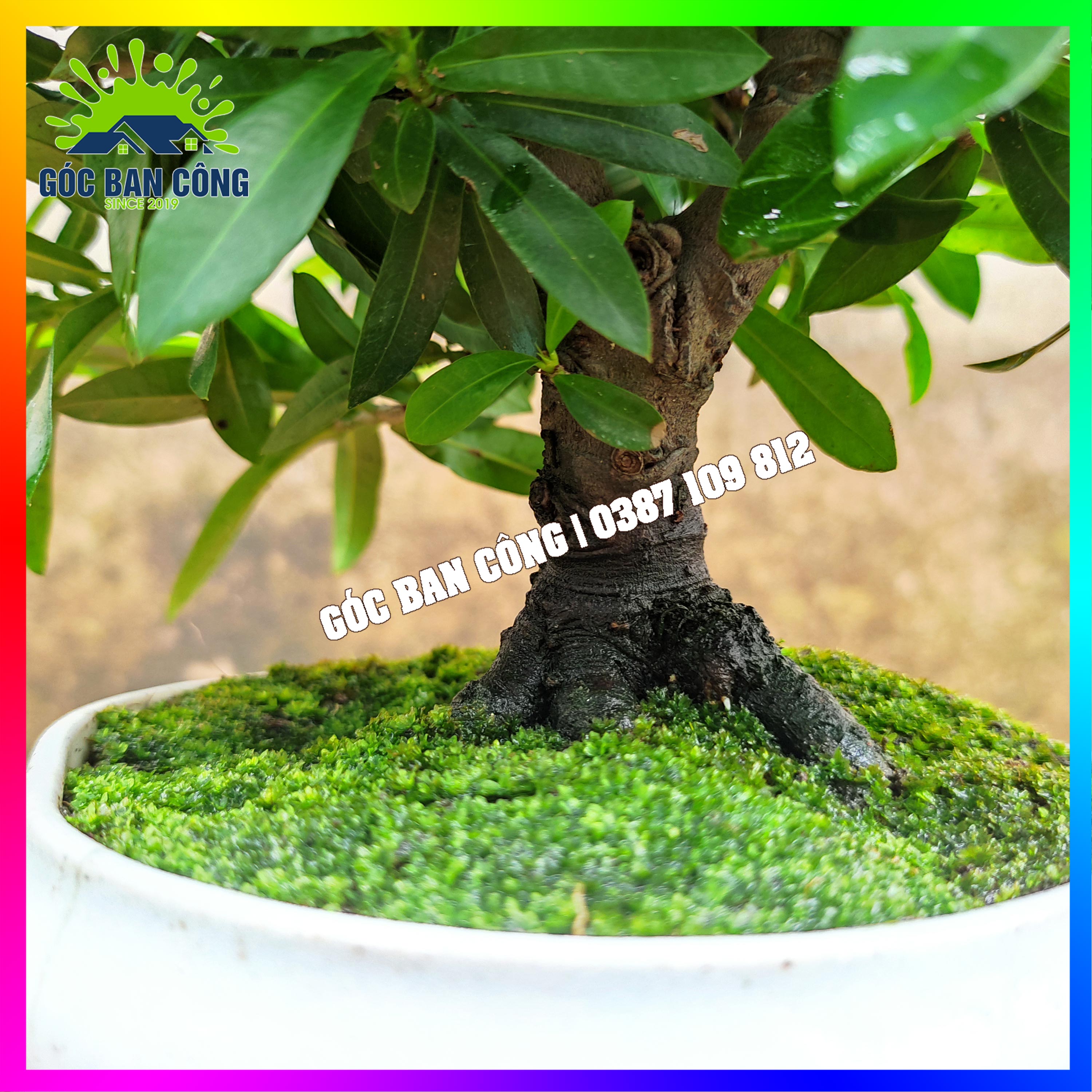 Cây Mẫu Đơn Trang Vàng Bonsai Mini