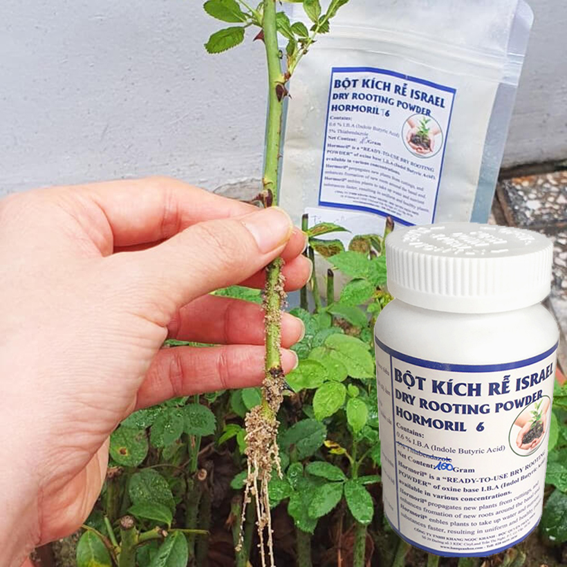 Hormoril 6 Wood stem (Rose) imported Israel super root powder (mushroom control free) 100gr it can help to activate healthy root cells and germproof cut to reach a high success rate of shingual plant and extract (2GR, 1l water)
