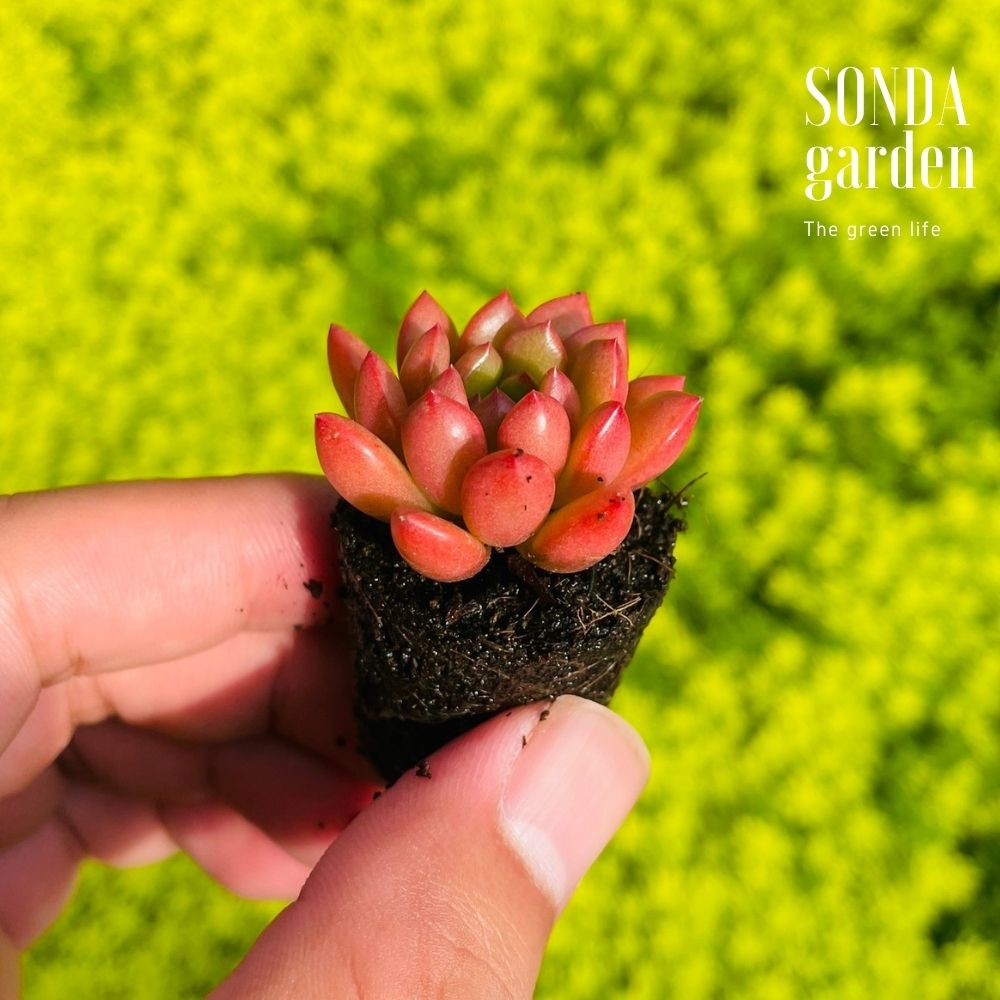 SEN ĐÁ RUBY SIZE MINI, LỖI 1 ĐỔI 1
