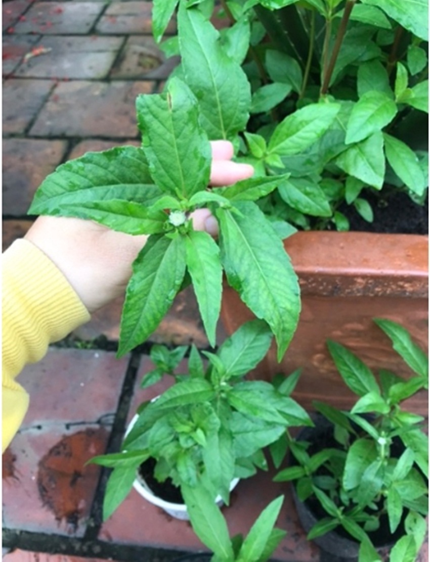 Hạt giống Cỏ Nhọ nồi - Cỏ Mực tặng kèm kích mầm