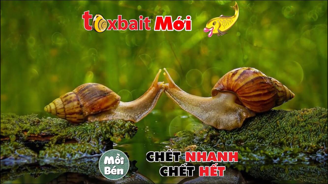 diệt ốc Sên , ốc Bươu Vàng Toxbait 200gr