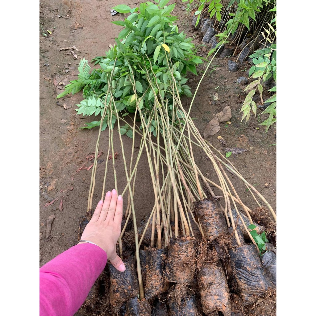 [FREESHIP - Xả Khô Máu] combo 5 cây giống sưa đỏ cao 80cm