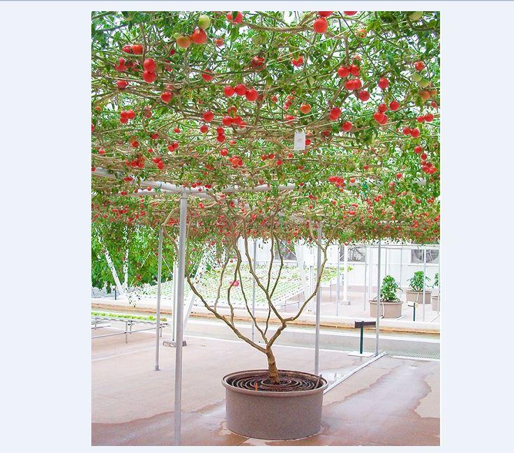 Hạt giống cà chua leo giàn ( cà chua bạch tuộc ) 10 hạt/gói - (TẶNG gói kích thích hạt nảy mầm)