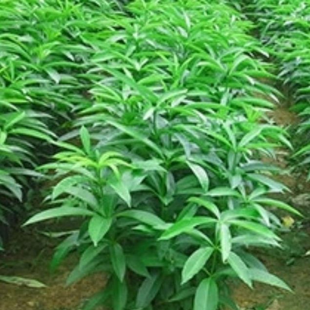 Cây Hoa Sữa Giống (ĐƯỢC KIỂM HÀNG) (được tặng kèm phân )