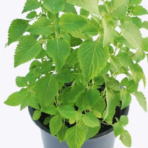 Hạt giống cây rau kinh giới -gói 1gram