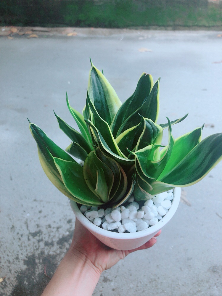 [HCM]Chậu Cây Lưỡi Hổ Thái
