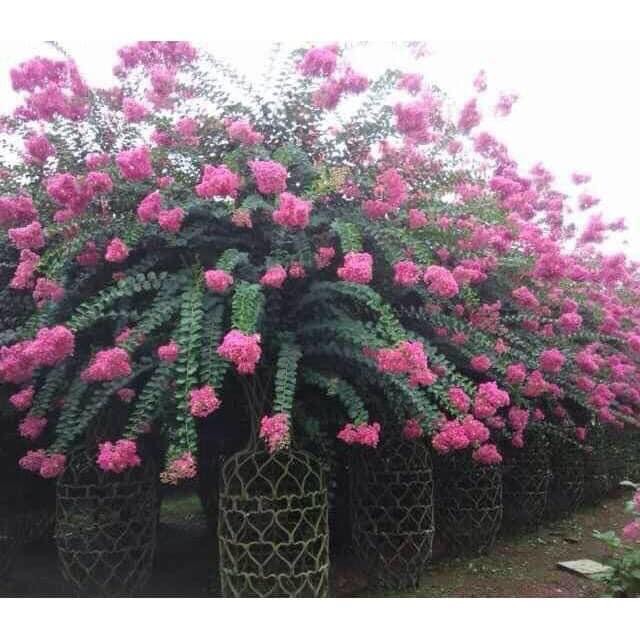 Cây giống hoa tường vy