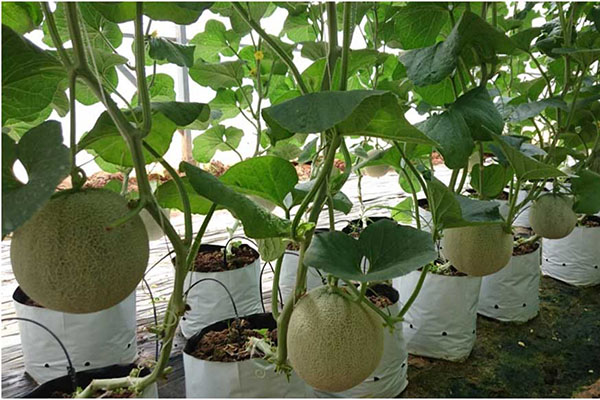 Hạt giống Dưa Lưới vỏ xanh 10 hạt