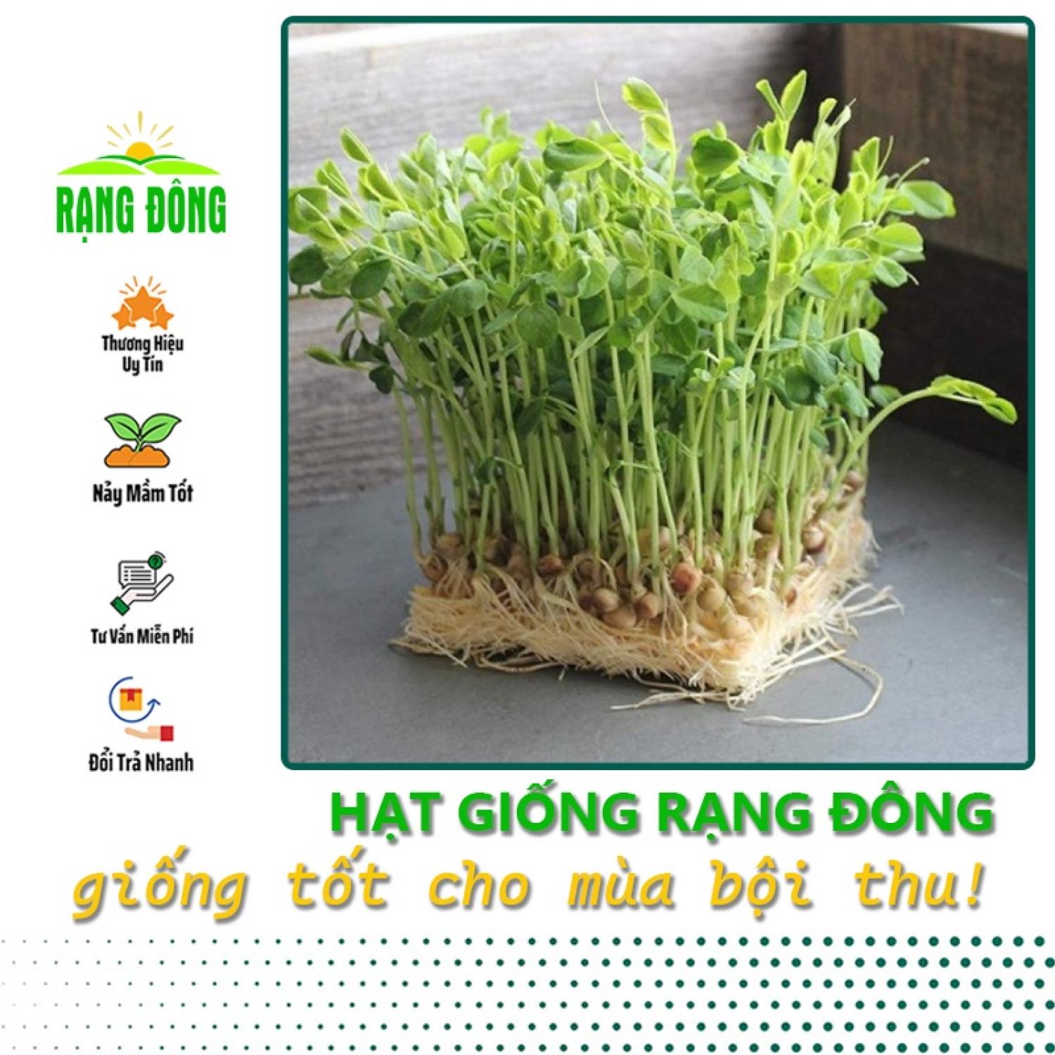 Hạt giống rau mầm đậu hà lan dễ trồng, thơm, ngọt - hạt giống rạng đông