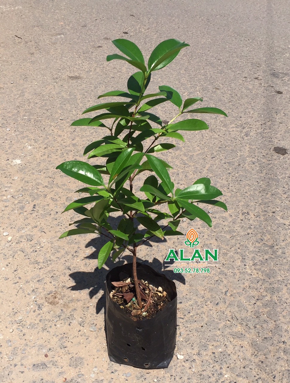 Cây Cherry Brazil siêu xinh
