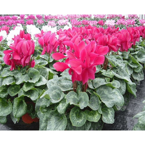 Th uốc tím t rị rệp nhập khẩu Thái Lan thuoc tim