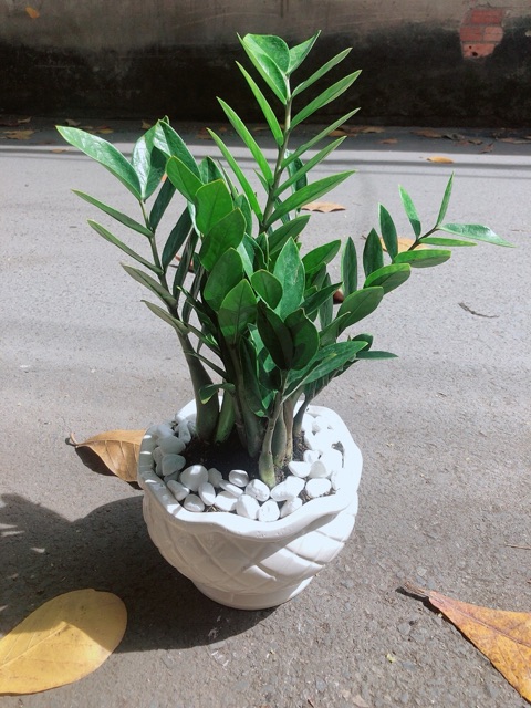 Chậu Cây Kim Phát Tài