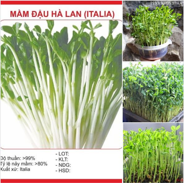 Hạt giống rau mầm Đậu Hà Lan ITALIA -  ( 50gr/gói )