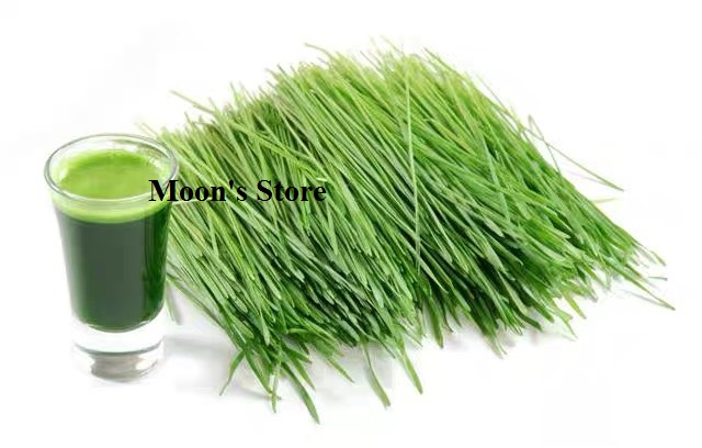 Bột cỏ lúa mỳ sấy lạnh nguyên chất, kiềm hóa và thải độc cơ thể