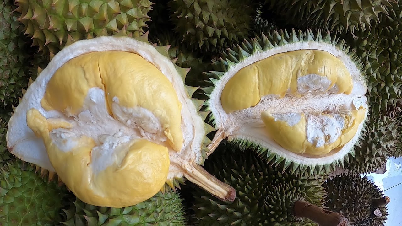 Sầu Riêng Sáu Hữu