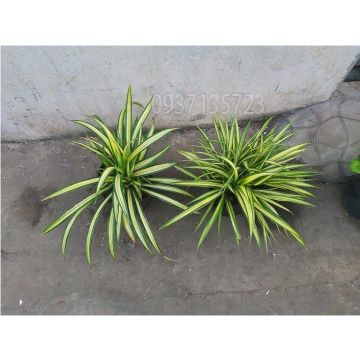 [HCM]CÂY DỨA SỌC VÀNG -DỨA THÁI-DỨA VẠN PHÁT