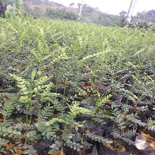 Combo 3 Cây giống bồ kết sai quả - 4545