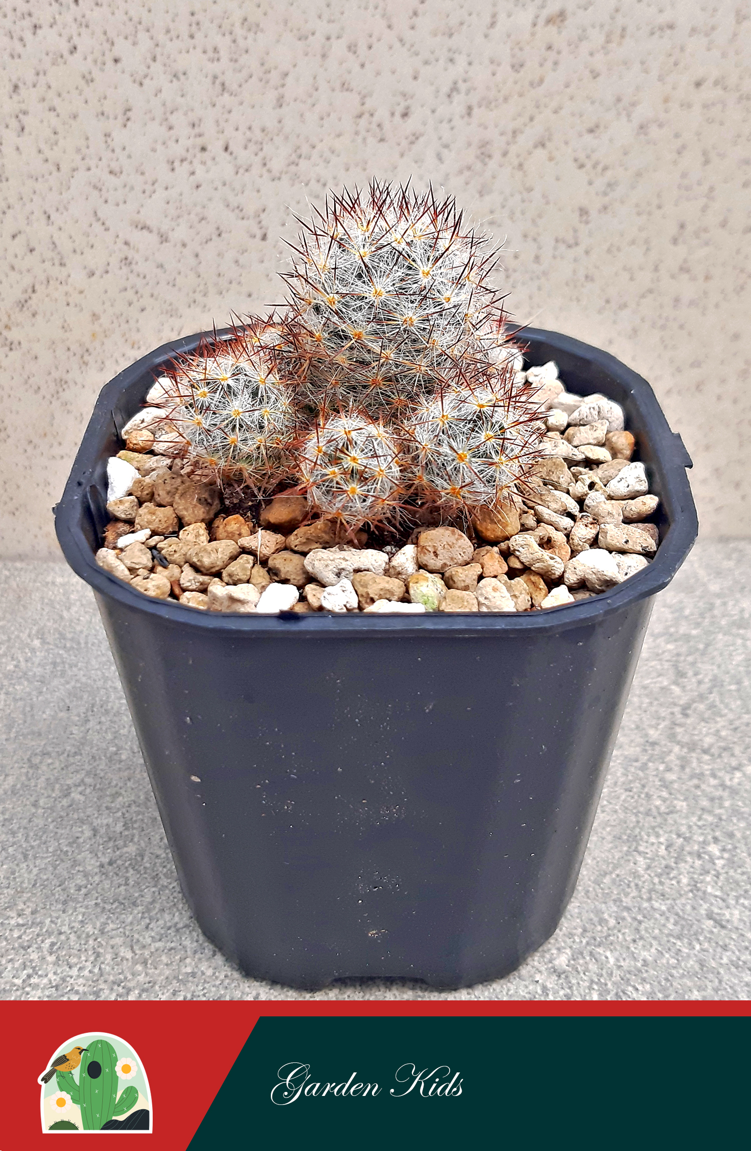 Xương rồng nhện nâu (Mammillaria Prolifera)