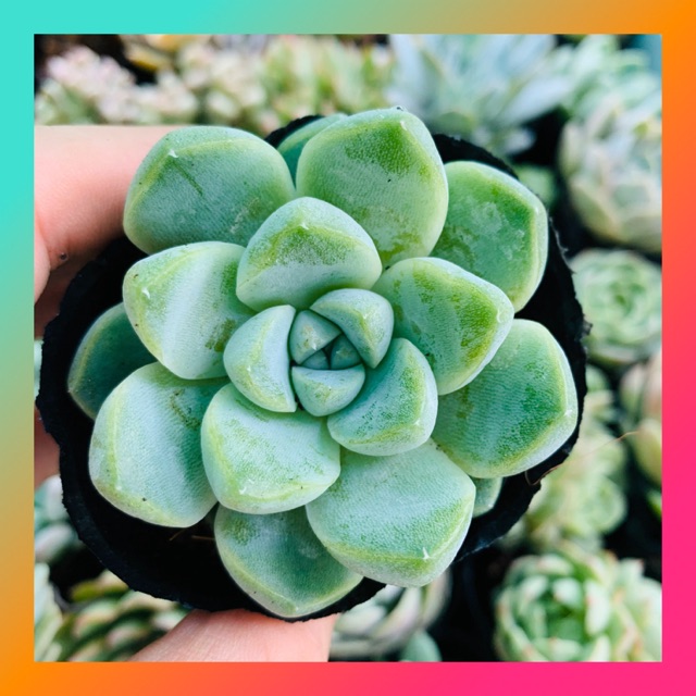 SEN ĐÁ SAO BĂNG SIZE BÉ SIÊU KHỎE ĐẸP LỖI 1 ĐỔI 1