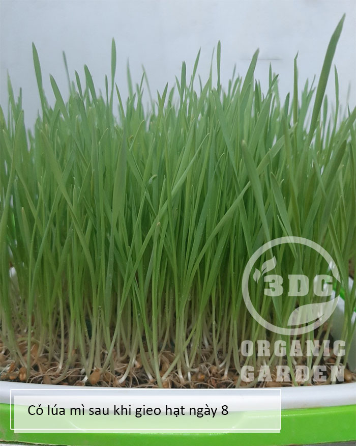 0.5KG HẠT GIỐNG CỎ LÚA MÌ ITALY MẦU TRẮNG