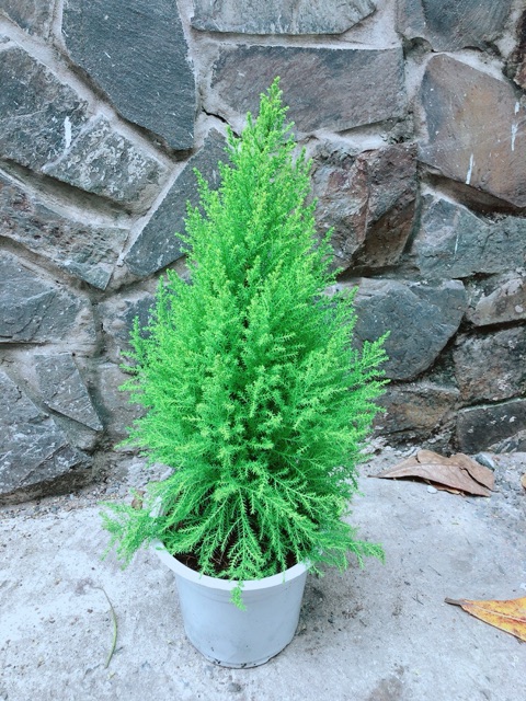 Tùng Thơm Cao 55cm ngang 20cm