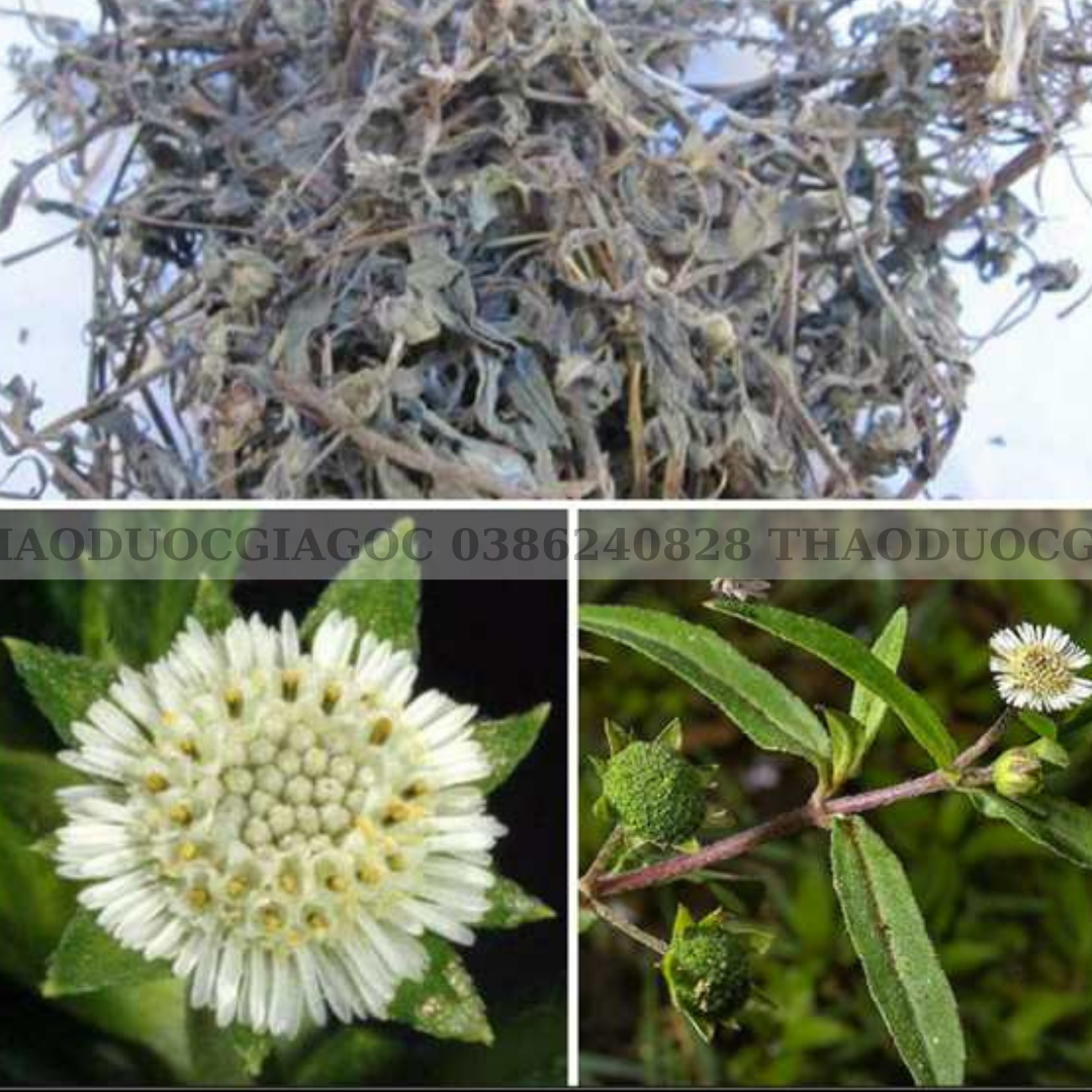2Kg Cỏ Mực Nhọ Nồi [ Cành lá khô sạch đẹp ]