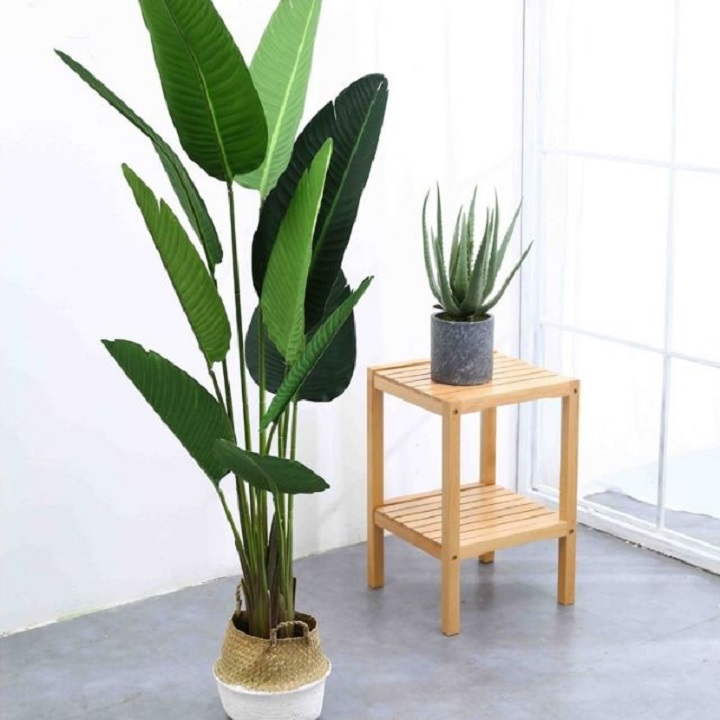 CHẬU cây chuối xẻ quạt cảnh (chuối cảnh thân gỗ)