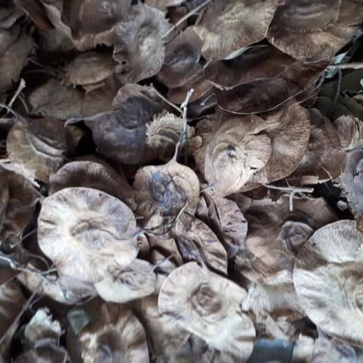 Hạt Giống Cây Giáng Hương ( Còn gọi là Đinh Hương ) - Gói 10 hạt