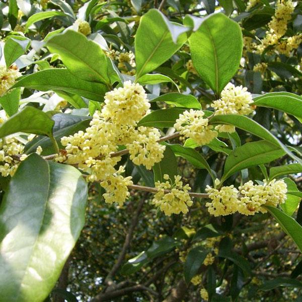 [Mới] - Hạt giống hoa mộc  giá rẻ