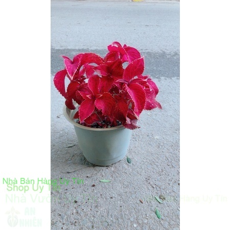 Cây Lá Gấm giao màu ngẫu nhiên