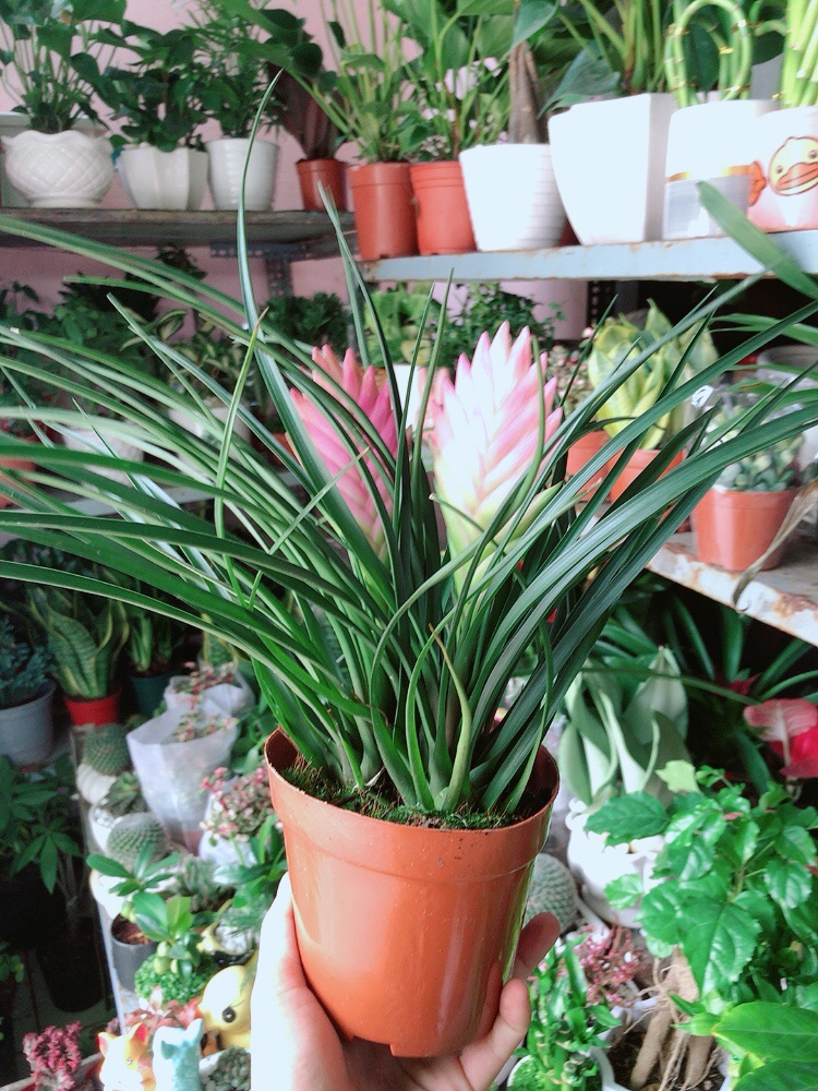 Thẻ Bài Hồng Hàng Đẹp Bán Chạy