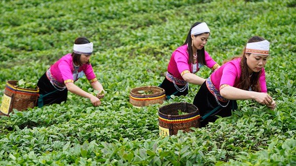 Hồng trà Vinatea 500gr