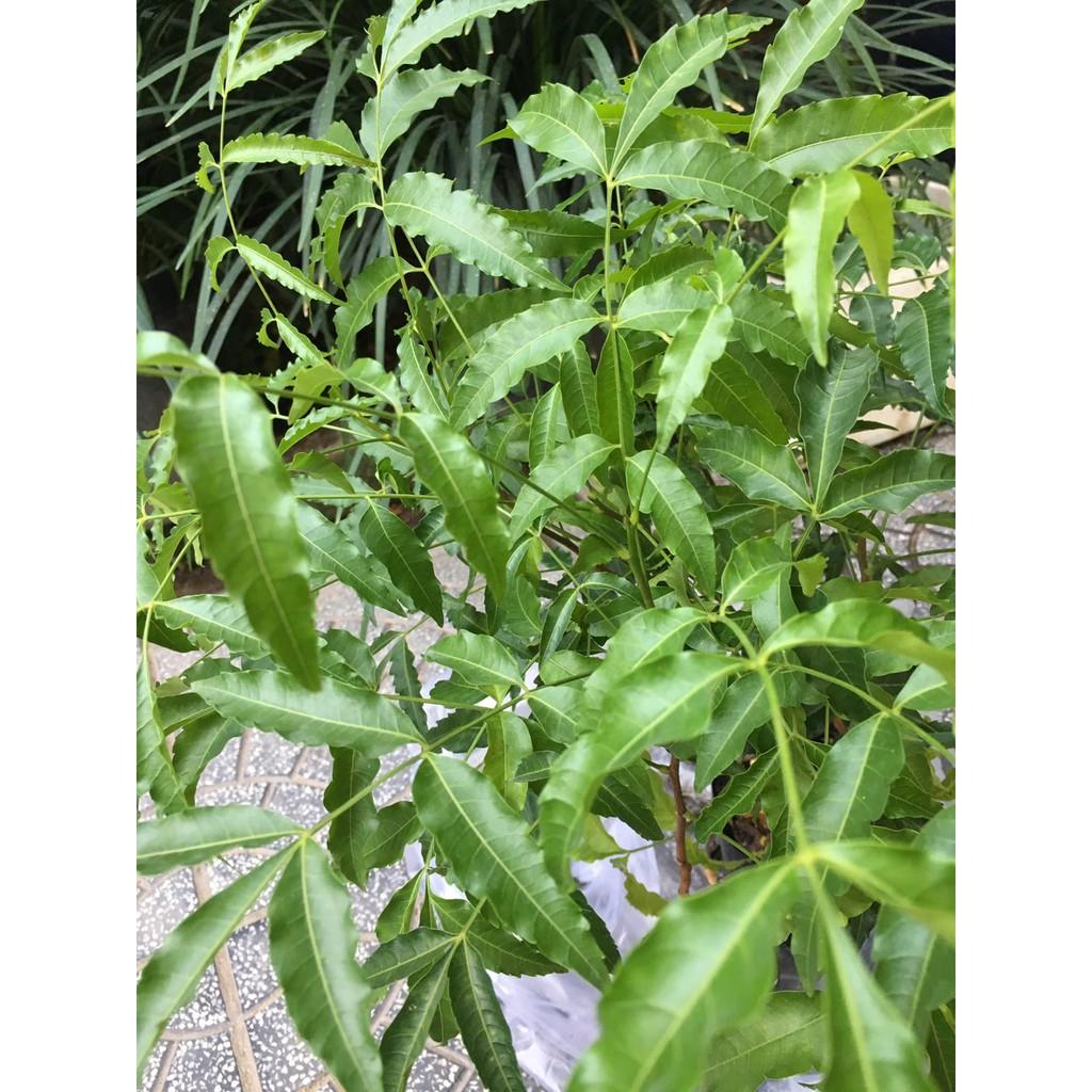 Cây Sầu Đâu Giống