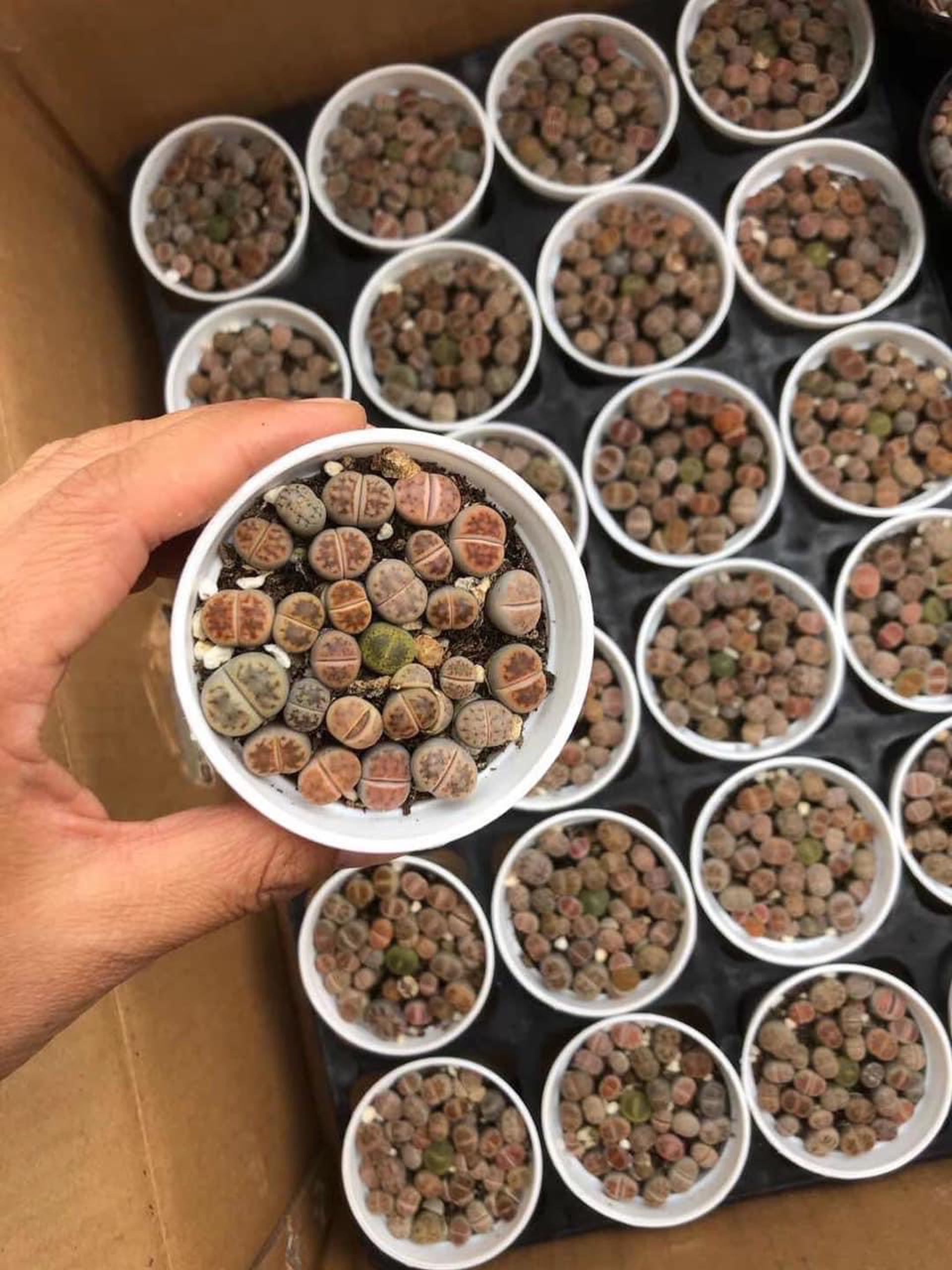 Cây sen đá mông , sen đá thạch lan , sen đá Lithops size nhỏ