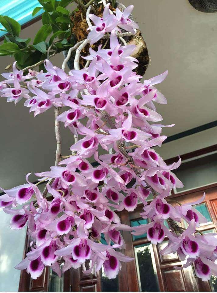 Phân bón Kích hoa Thái ra nụ đồng loạt cho hoa lan