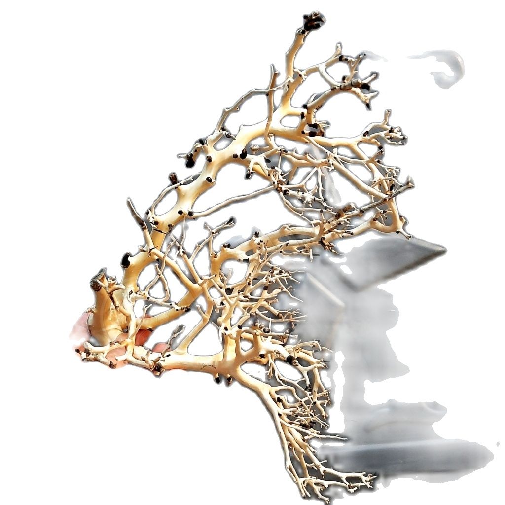 [Lấy mã giảm thêm 30%] Lũa Xương Chùm | Lũa Tán Quýt Mini | Lũa Tán Bonsai Tự Nhiên Cho Bể Thuỷ Sinh