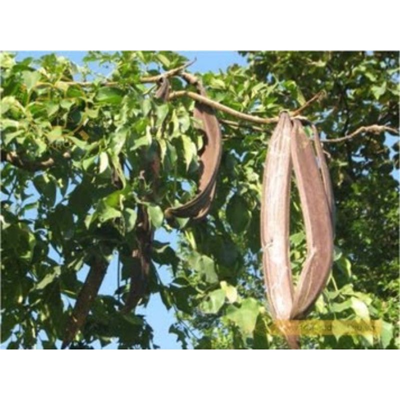 Cây giống núc nác rừng _trung tâm cây giống eakmat tây nguyên