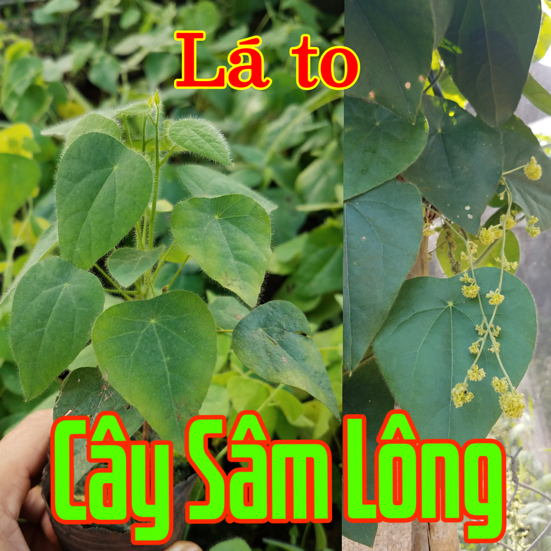 Cây sâm trơn (1 cây), sâm láng. sương sâm làm thạch