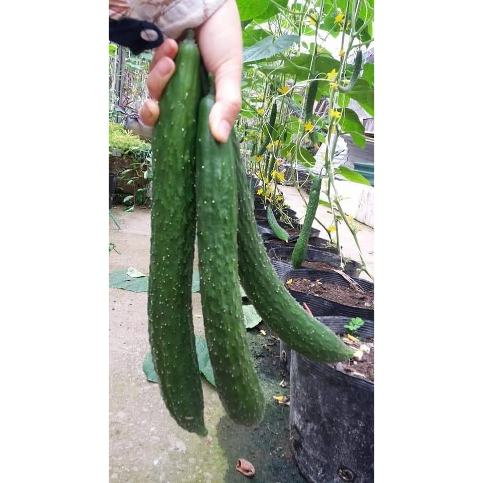 Hạt Giống Dưa Chuột Nhật F1 - 10 hạt