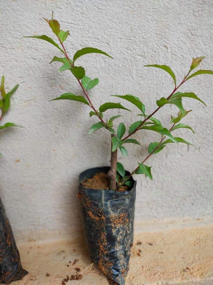 cây giống nhất chi mai (hoa chơi tết đẹp) (có tem chuẩn giống)