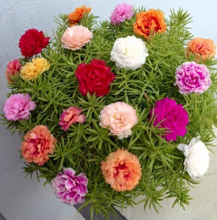 100 Hạt giống hoa 10h mỹ