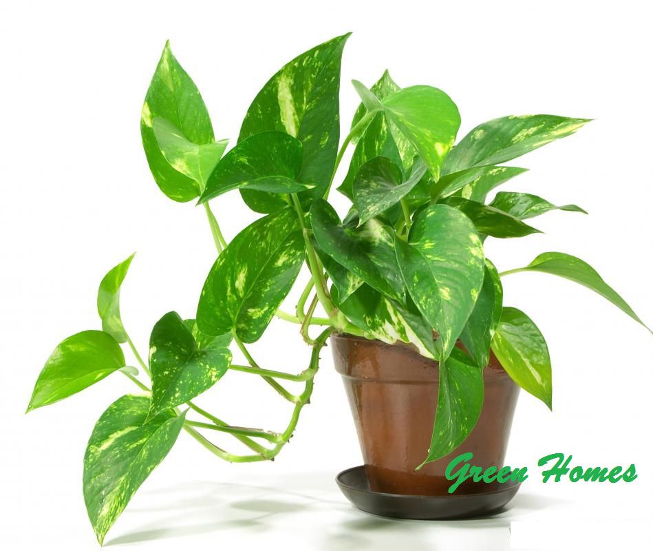 Cây trầu bà xanh - cây cảnh mini