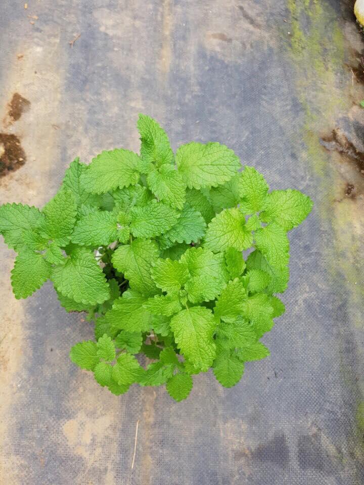 Bạc Hà Chanh Sả (Lemon Balm) - Chậu Rau Gia Vị