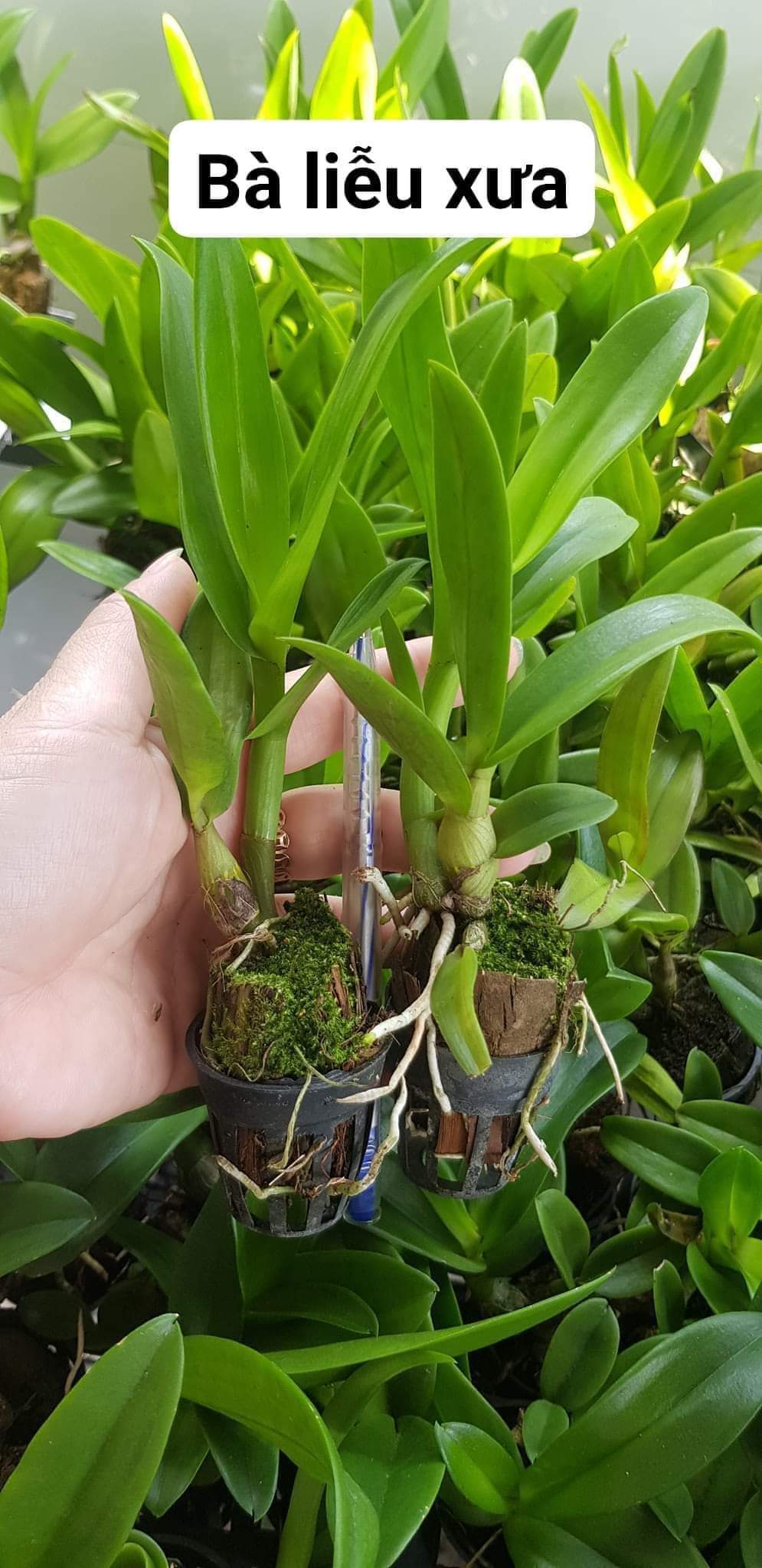 Hoa lan nắng bà liễu thơm (cây giống 7-12CM)