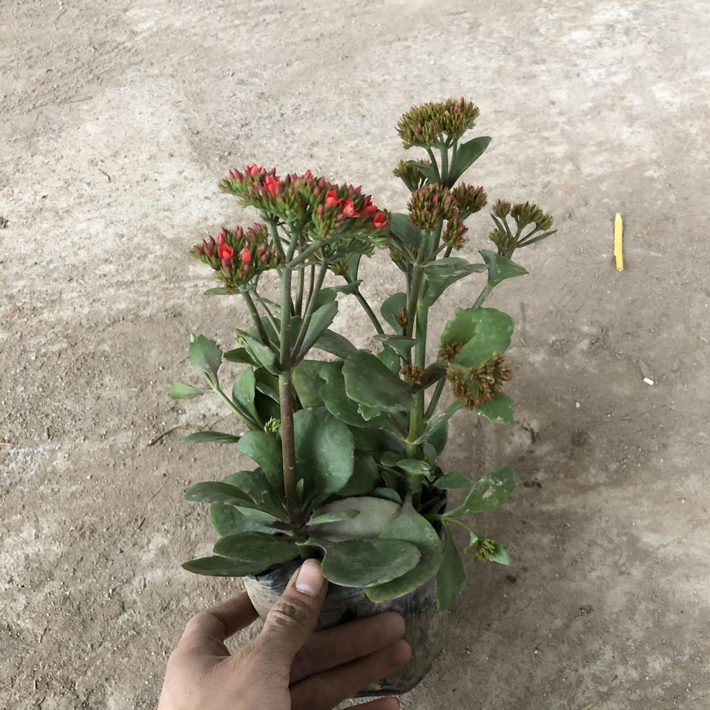 Cây hoa sống đời, chiều cao 20-25cm