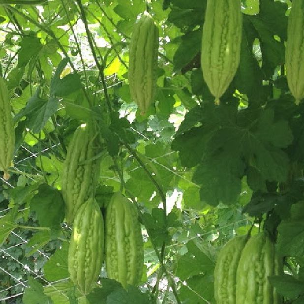 Hạt giống khổ qua mỡ ,mướp đắng-gói 10 hạt