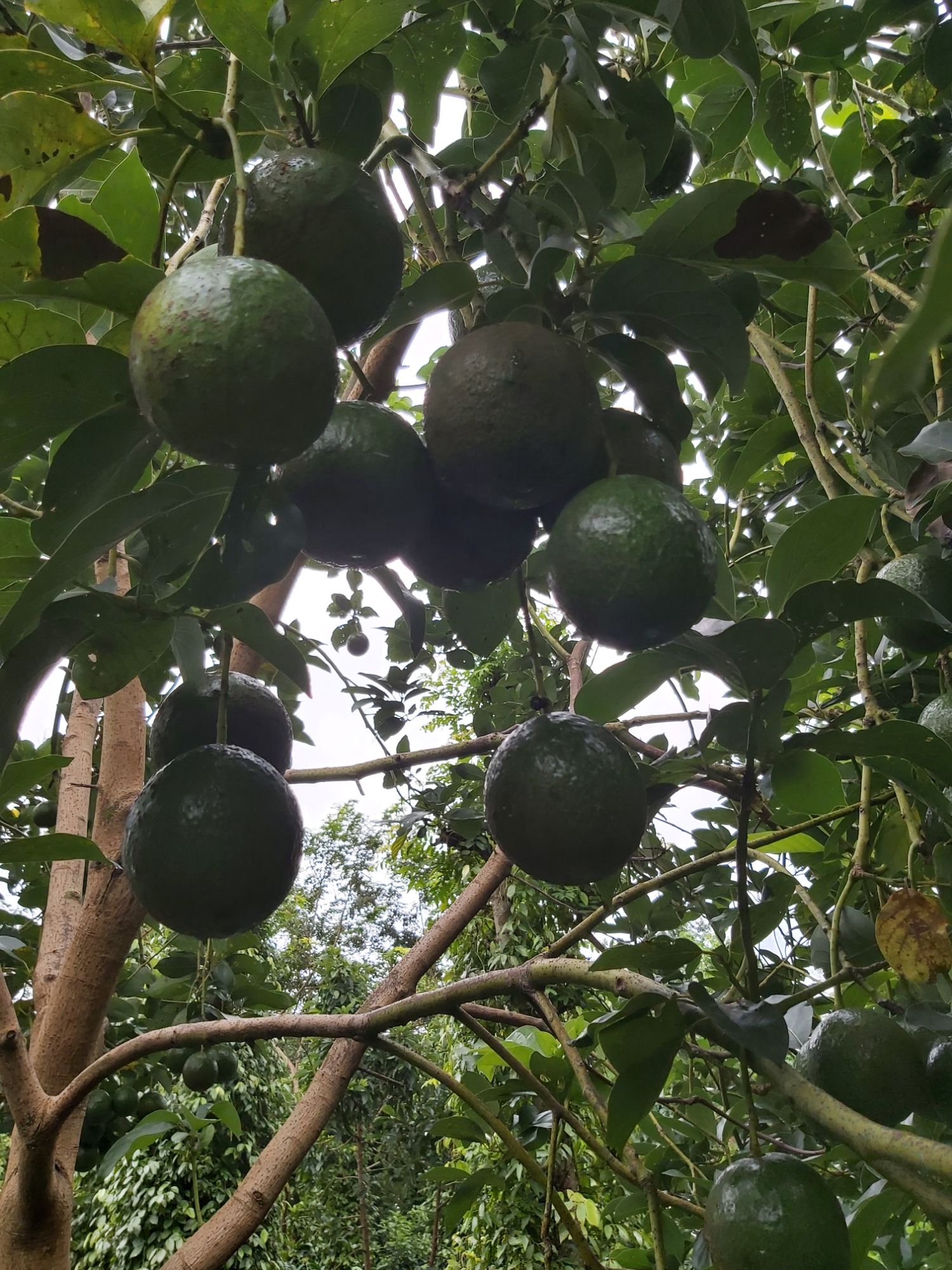 cây giống bơ both ( 3 năm cho trái )